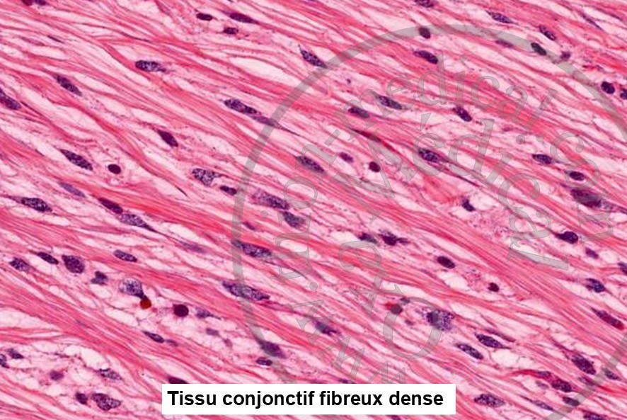 Tissu conjonctif humain